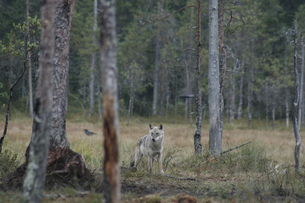 Nymon Mountain Lodge Stöten Eksteriør bilde